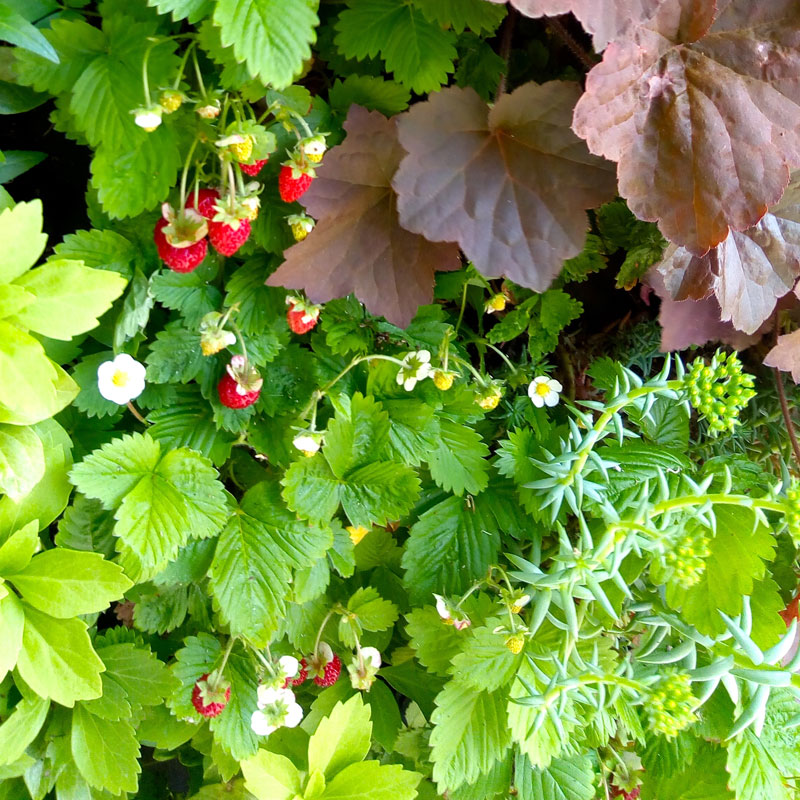 green-roof-water-management