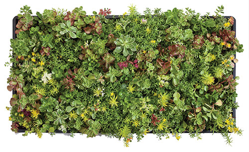 Sedum tiles