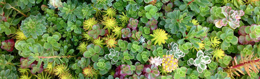 green roofs toronto