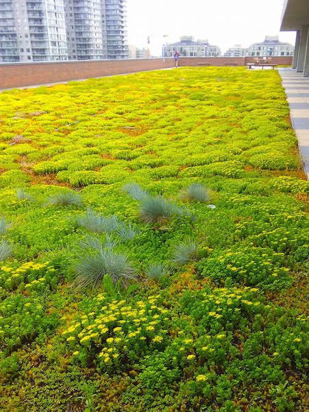 Douglas College Green Roofs New West