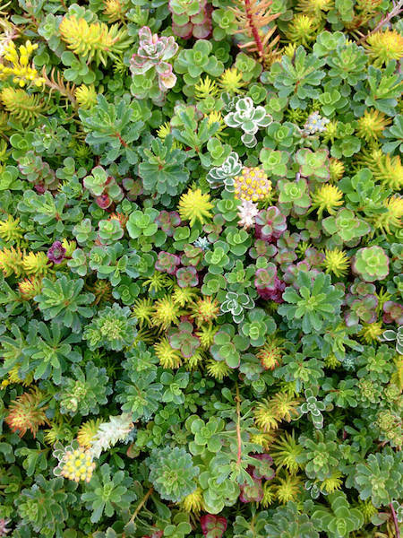 Local Vancouver Green Roof