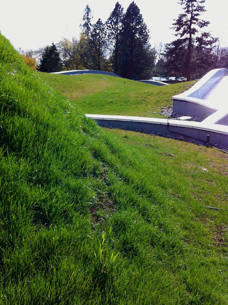 Local Vancouver Green Roof