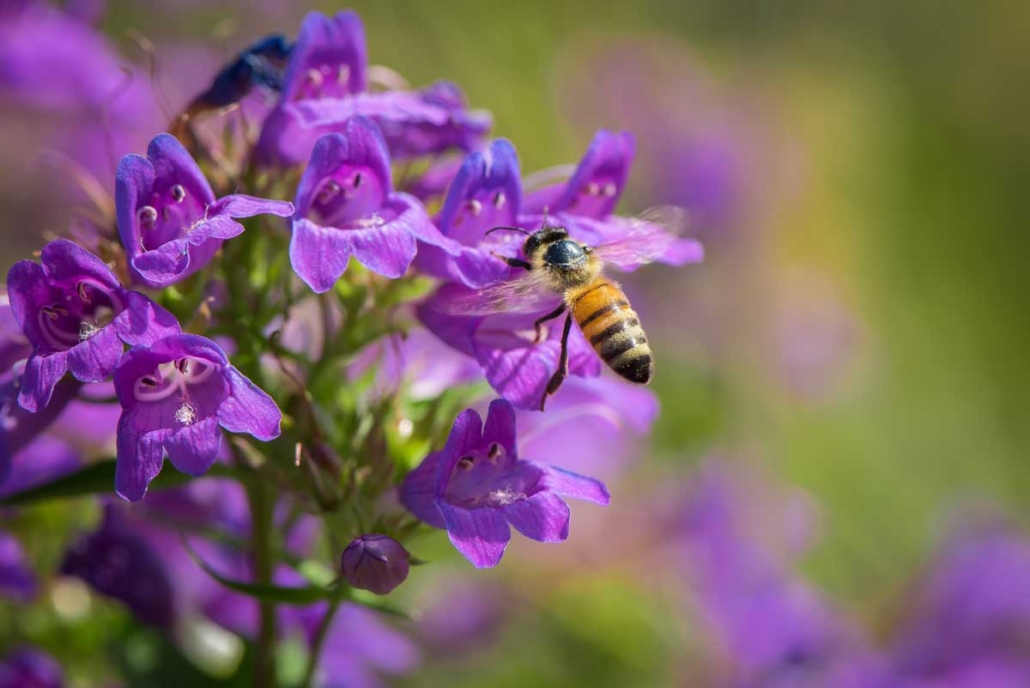 Nature thrives atop Vandusen Garden: a bee dances over a radiant purple bloom, heralding urban renewal.