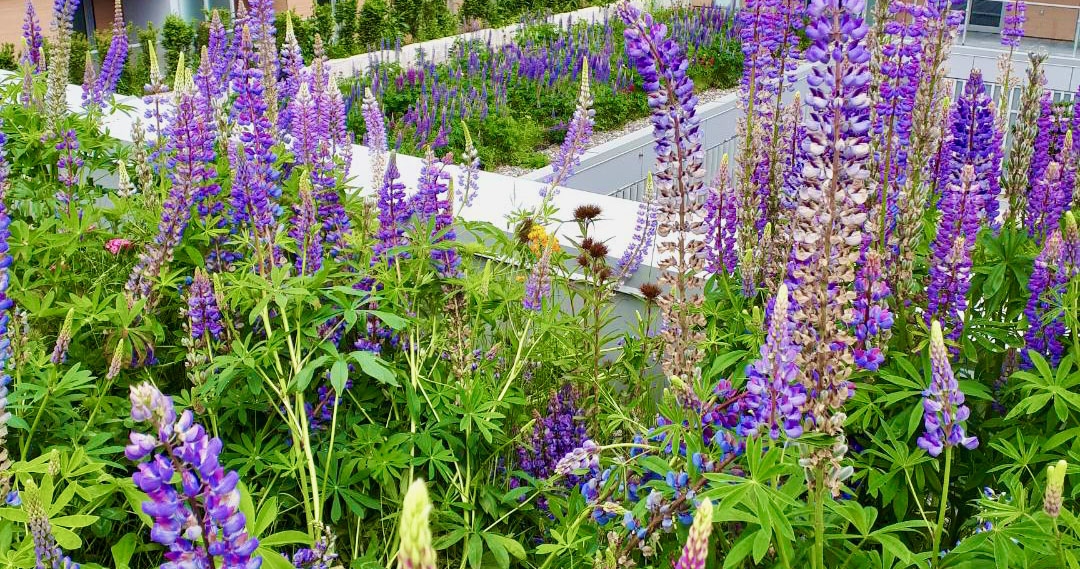 Arbutus Street Green Roof by Architek Group of Companies