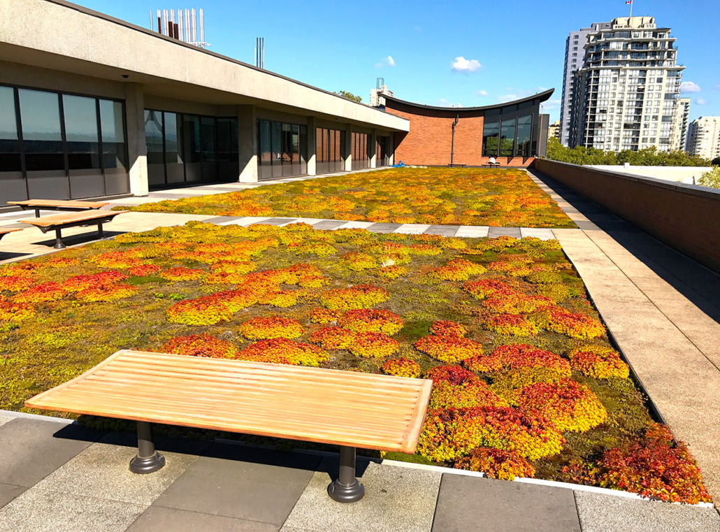 Douglas College, New Westminster, BC. Green Roof by Architek Group of Companies
