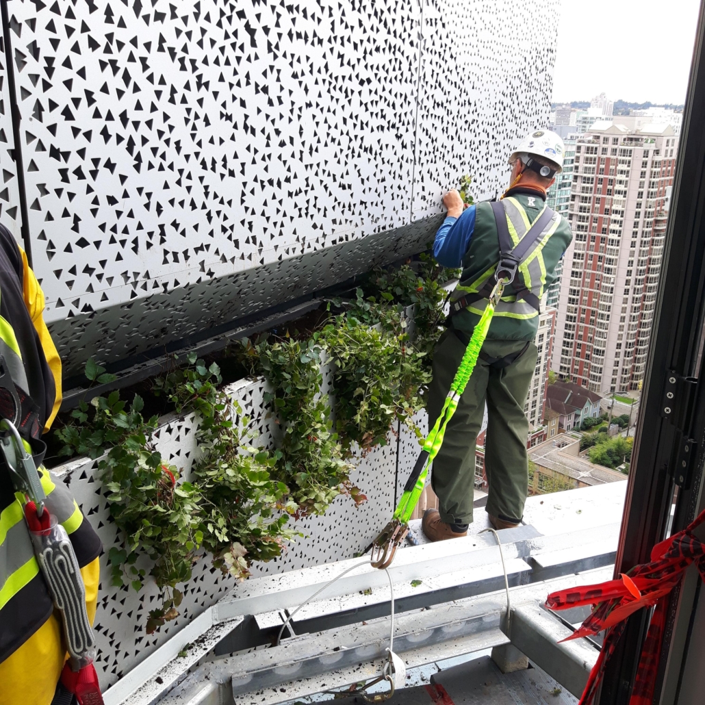 Utilizing rope access techniques to meticulously maintain and enhance the Boston Ivy adorning the entire structure.